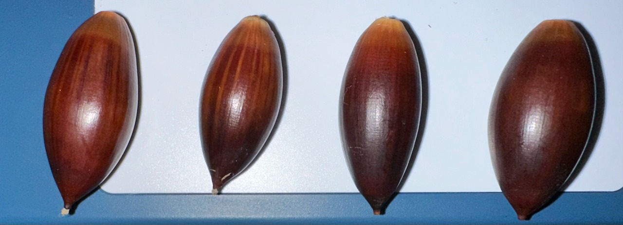 Collected acorns for oak propagation