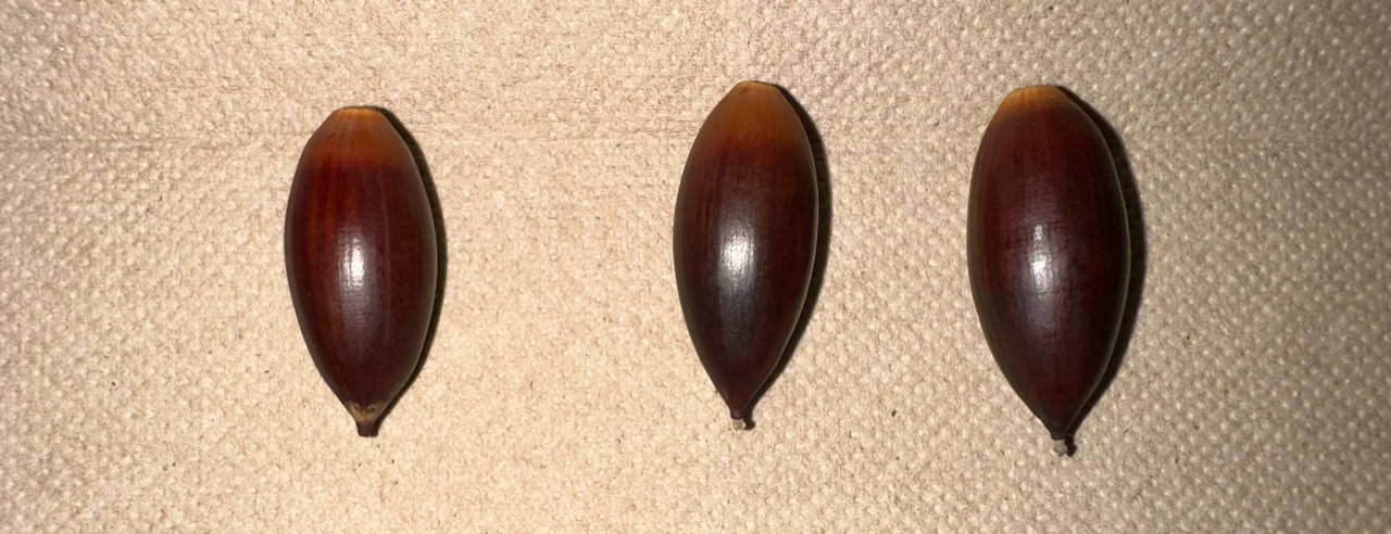 A closer look at the collected acorns