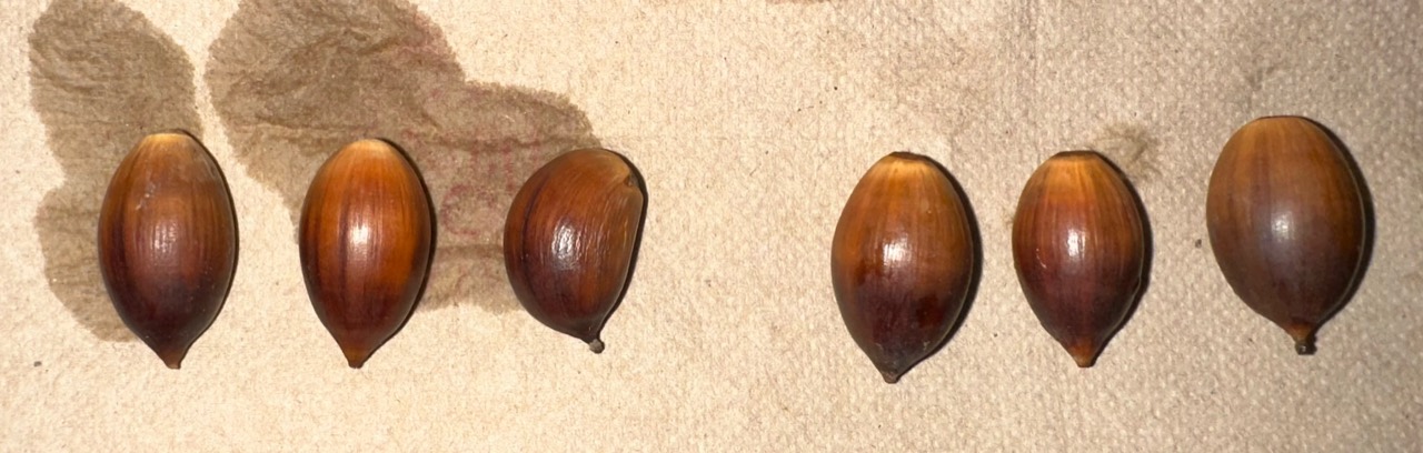 Acorns arranged for observation