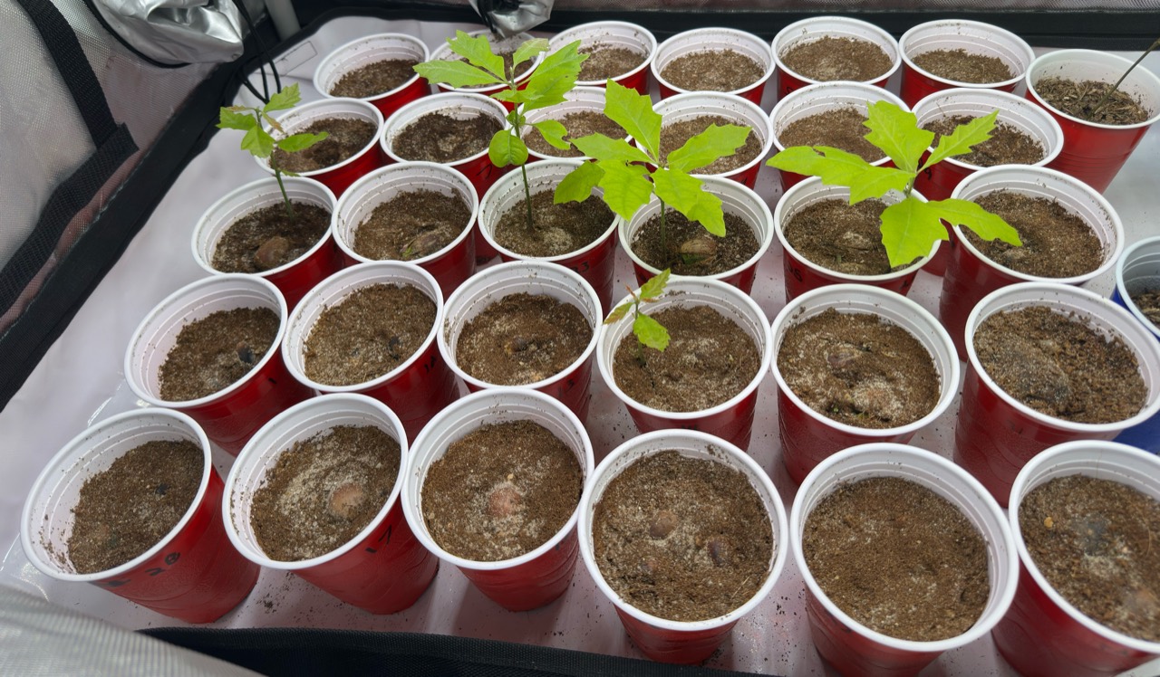 Young oak seedlings growing in individual containers in an indoor propagation setup