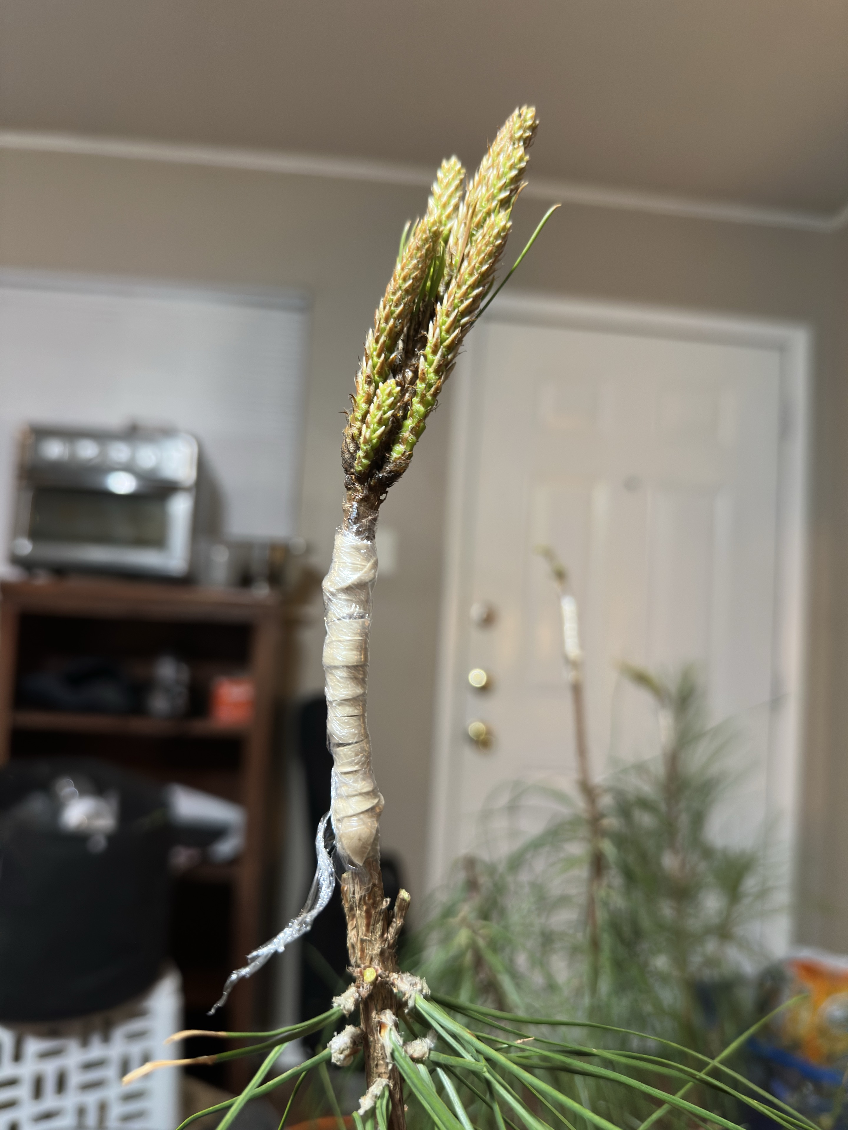 Close-up of a graft union and developing pine shoots