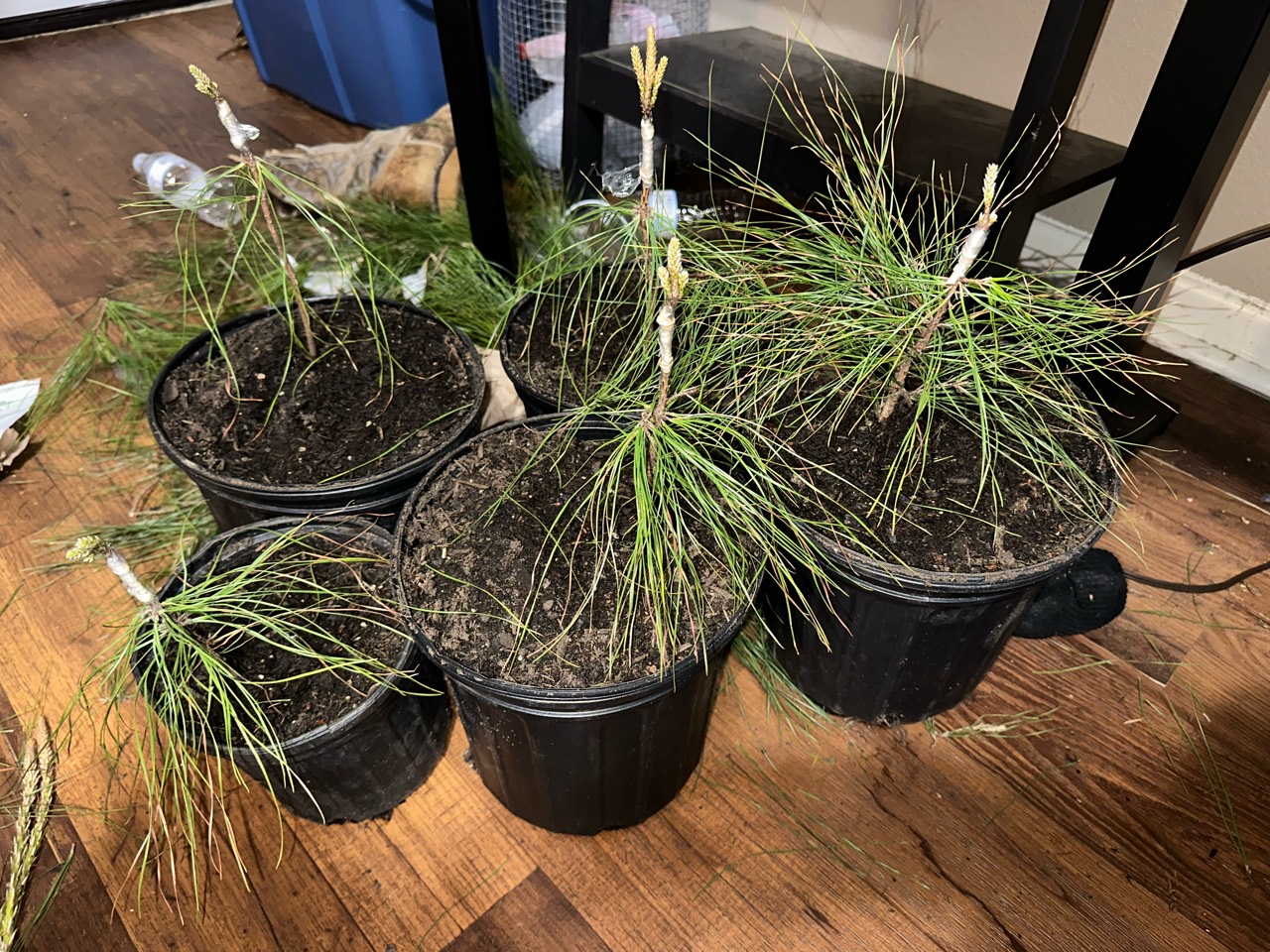 Potted loblolly pines with wrapped graft unions