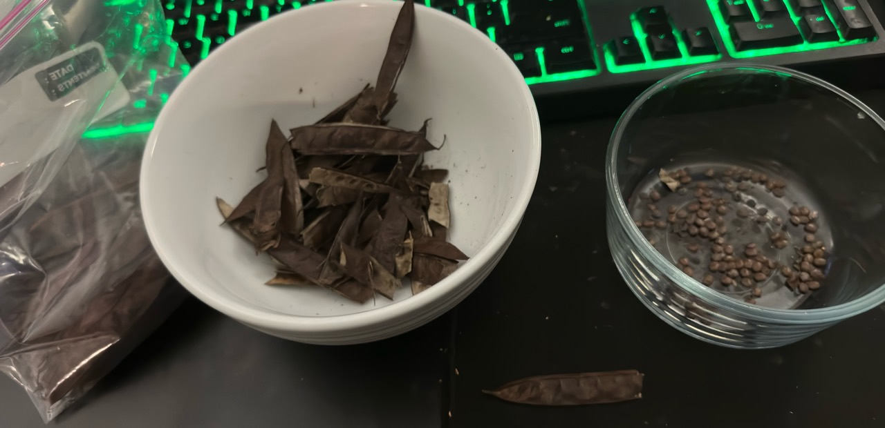 Separating redbud seeds from their pods
