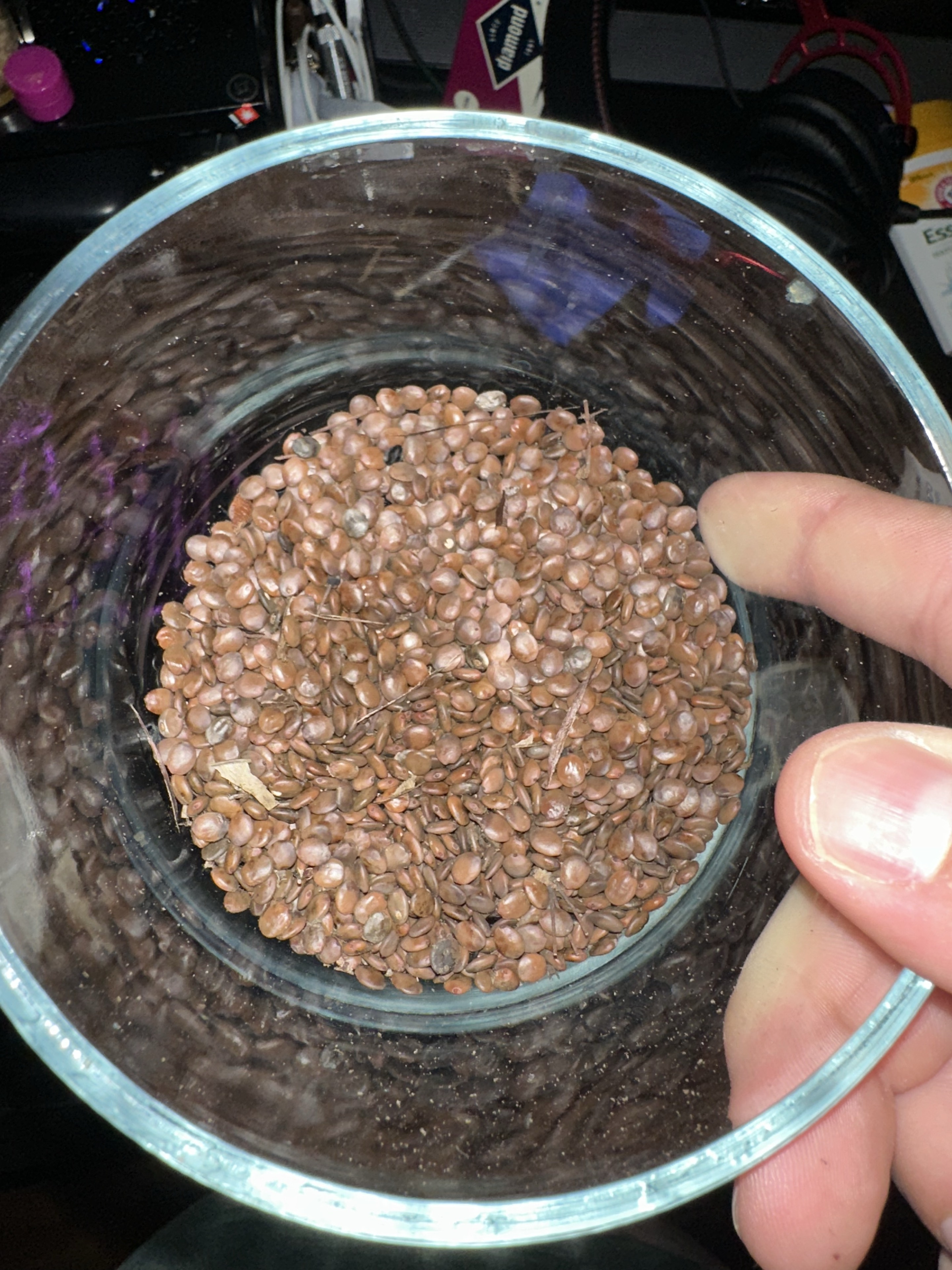 A close-up of the collected redbud seeds